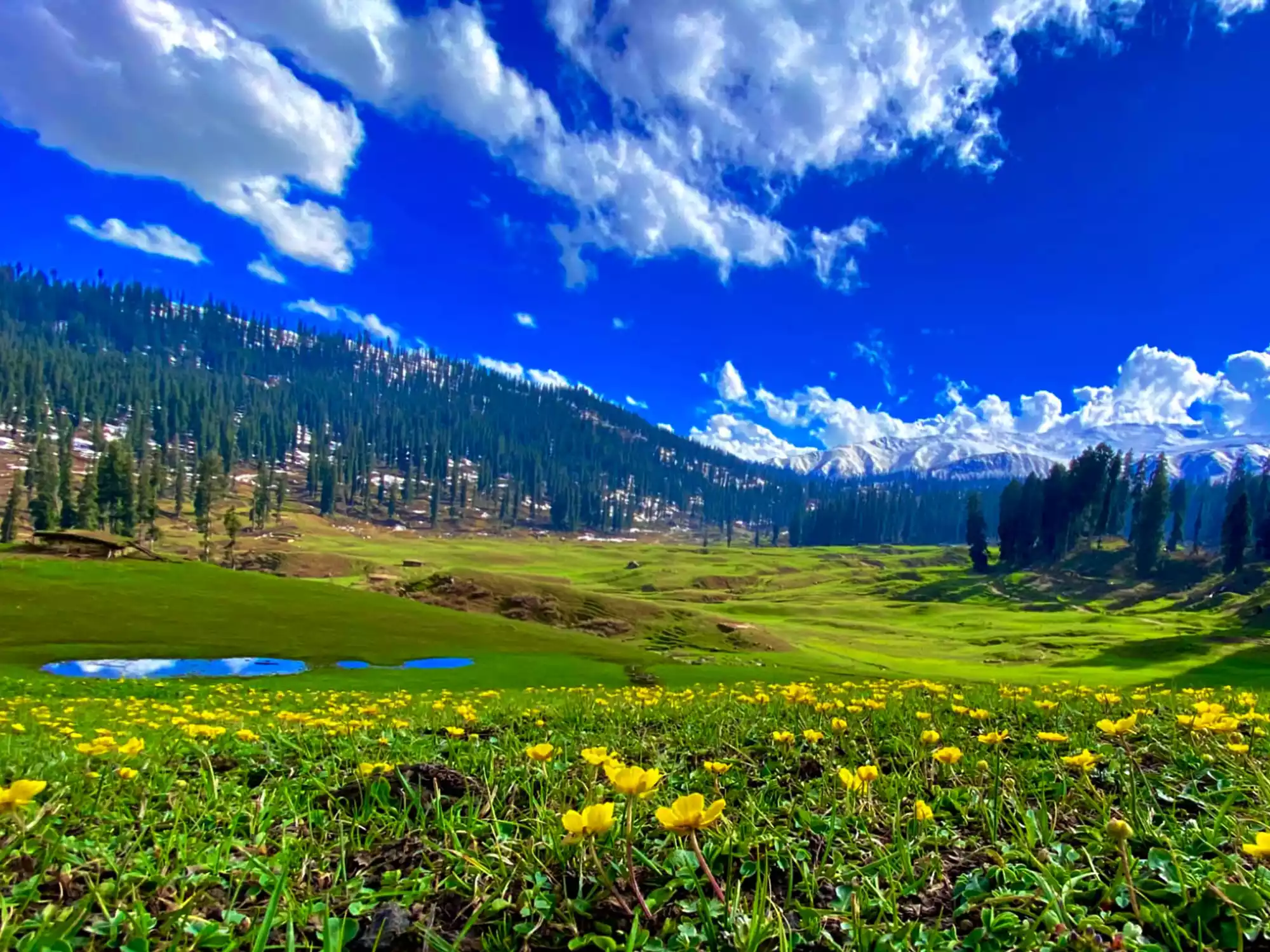 Kashmir