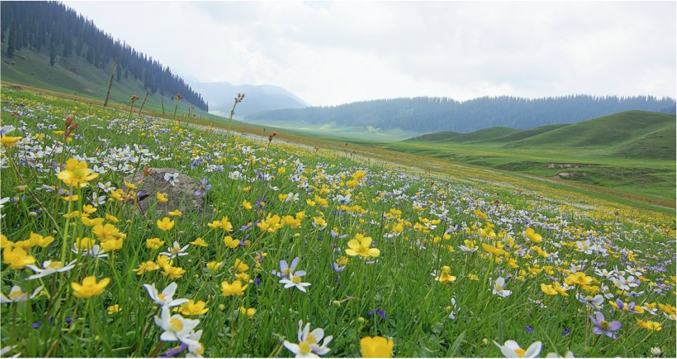 Bangus Valley